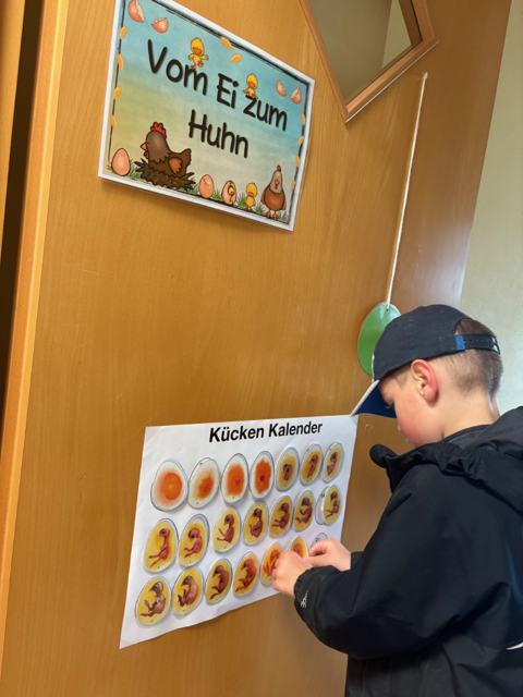 Küken 5.png
